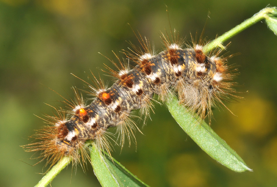 Aiuto det. bruchi : Z. lonicerae - E. chrysorrhoea